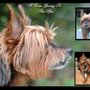 Photo of Mountain Mutts Grooming Salon