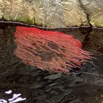 Oceanário de Lisboa - Aquariums Near Me - Lisbon, 11 Oceanário de Lisboa - Aquariums Near Me - Lisbon, 11