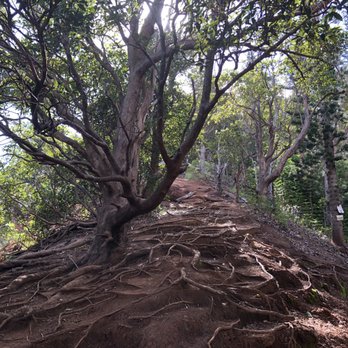 Aiea Loop Trail - Hiking Near Me - Aiea, Hawaii