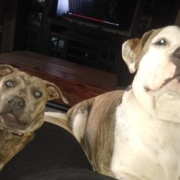 My service dogs that appreciate the clean house after they work to make it messy.