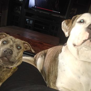 Nicole Wells Housekeeping - My service dogs that appreciate the clean house after they work to make it messy. - Home Cleaning Near Me