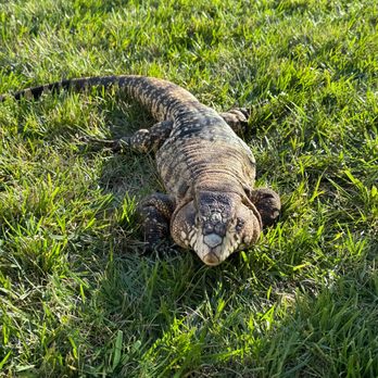 Kids Reptile Parties - Fred the large lizard. - Party & Event Planning Near Me Kids Reptile Parties - Fred the large lizard. - Party & Event Planning Near Me