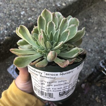 Broadway Terrace Nursery - Aeonium ballerina - Nurseries & Gardening Near Me - Oakland, California Broadway Terrace Nursery - Aeonium ballerina - Nurseries & Gardening Near Me - Oakland, California