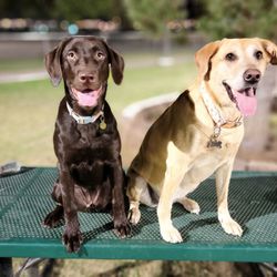 Desert Breeze Dog Park