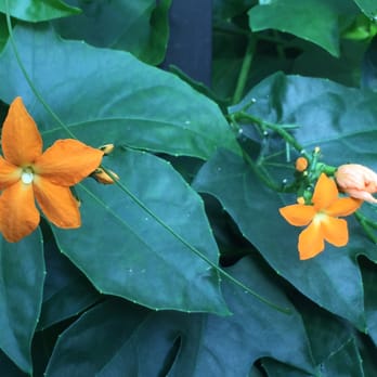 Olbrich Botanical Gardens - Beautiful hidden gem in the conservatory! - Botanical Gardens Near Me - Madison, Wisconsin