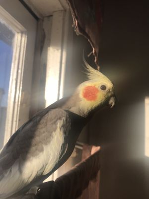 Al's Pets and Supplies by null