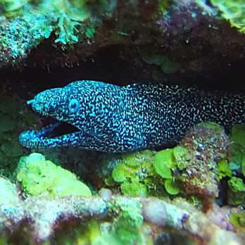 Dreamtime Dive Center - Scuba Diving Near Me - Mahahual, ROO
