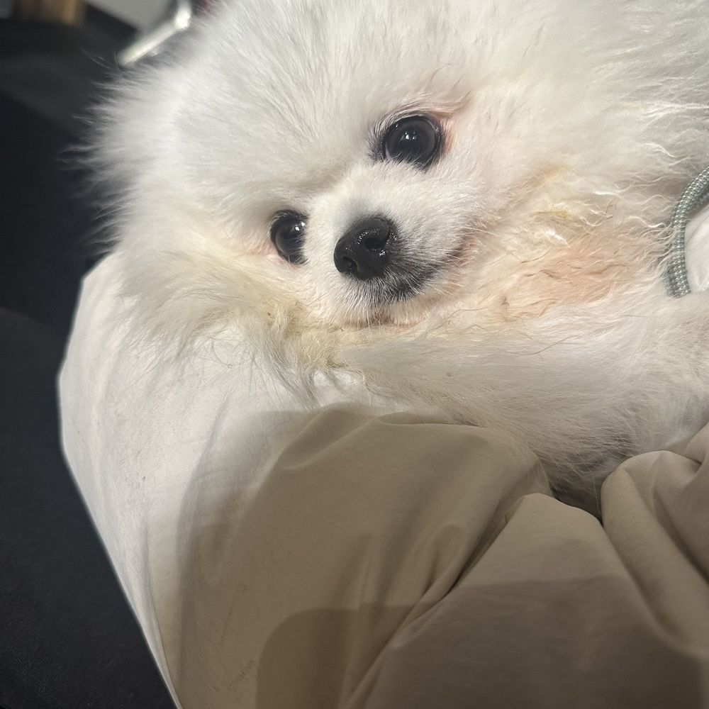 Rice the little patient