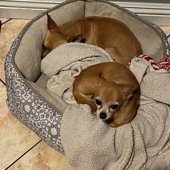 Pawtastic Friends - Pet Sitting Near Me Pawtastic Friends - Pet Sitting Near Me
