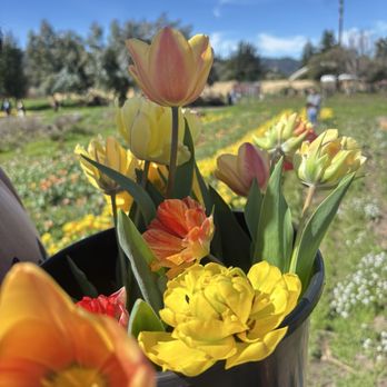 Earthbound Farm Stand - Tulips - Organic Stores Near Me - Carmel, California