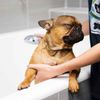 Dogtopia of Tempe gift card