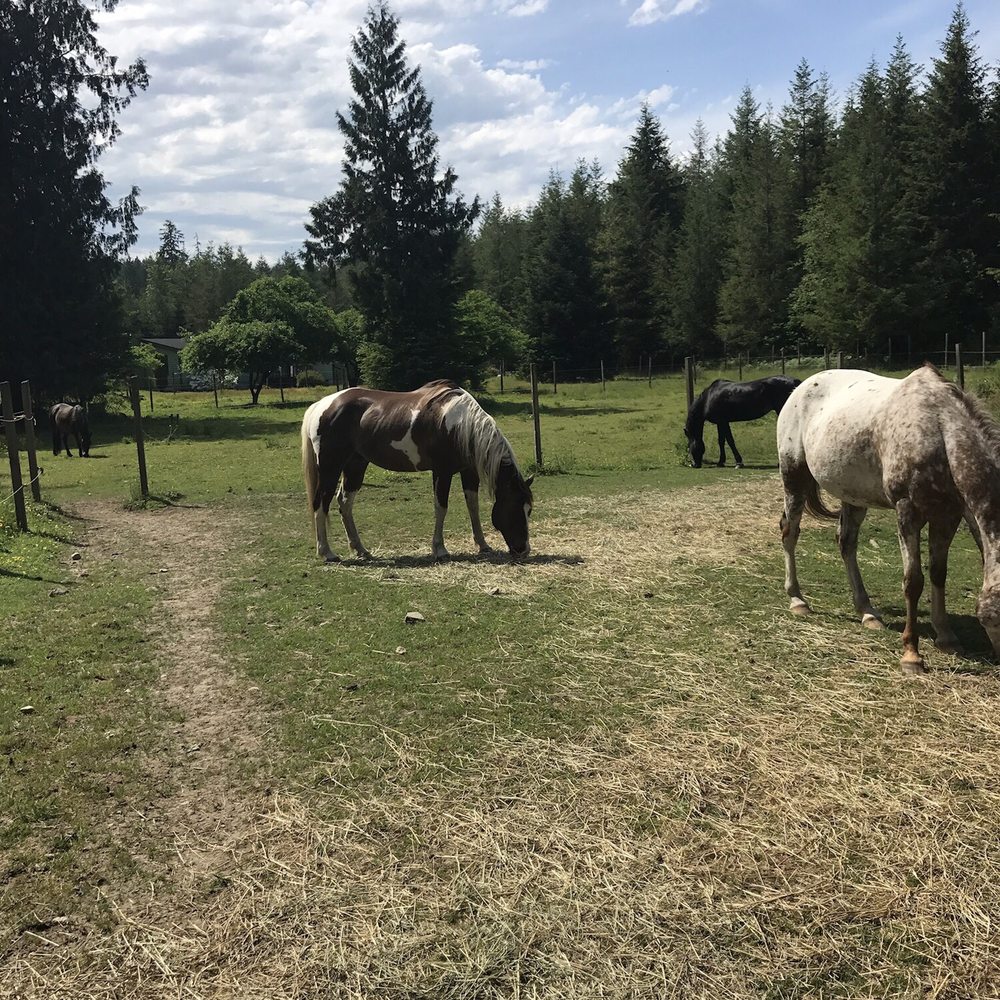 Black Forest Stables - Horseback Riding Near Me - Black Diamond, Washington