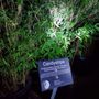 Photo of Bamboo Giant Nursery and Gardens