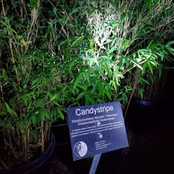 Bamboo Giant Nursery and Gardens - Illuminated enchanted bamboo forest walk-through event