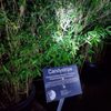 Bamboo Giant Nursery and Gardens gift card