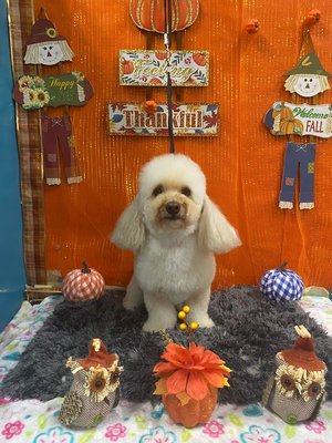 Pet Grooming - 🐾 Treat your furry friends to a world of luxury and care at pet house & Spa! 🐾
Visit us for all Pet grooming needs. Pet Grooming - 🐾 Treat your furry friends to a world of luxury and care at pet house & Spa! 🐾
Visit us for all Pet grooming needs.