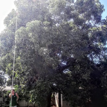 Trees of Aloha - basket is on a 20ft tall extension pole - Tree Services Near Me Trees of Aloha - basket is on a 20ft tall extension pole - Tree Services Near Me