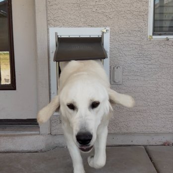 Apollo Pet Doors - Pet Services Near Me