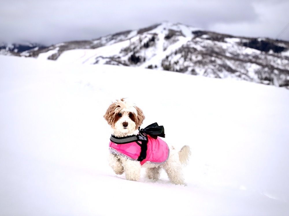 JENNIFUR’S PET SPA LLC Updated September 2024 10 Photos & 10