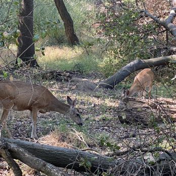Lodi Lake - Deer! - Lakes Near Me - Lodi, California Lodi Lake - Deer! - Lakes Near Me - Lodi, California