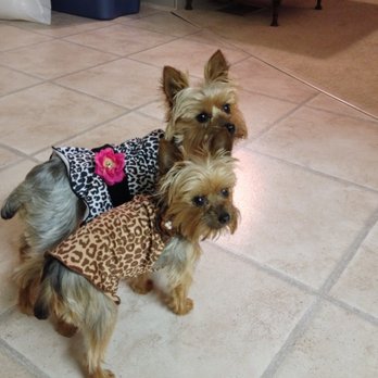 Paws Inn Paradise - Pet Sitting Near Me - Pinellas Park, Florida