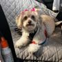 Art's Grooming & Pet Supplies