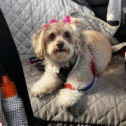 Art's Grooming & Pet Supplies - Cute pup