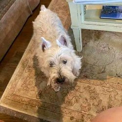 Northbrook Behavioral Health Hospital - MY PUP WHITTAKER...He says believe my mom...she faught to get back home to me! We r now together! Yeah!!