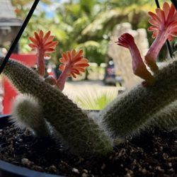Zensations Garden - A beautiful Monkey Tail cactus in bloom offered for sale.