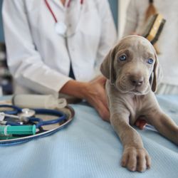 Bismarck Animal Clinic & Hospital