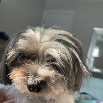 Pet Supplies Plus Wilmington - Independence - This is his poor face. - Pet Groomers Near Me - Wilmington, North Carolina Pet Supplies Plus Wilmington - Independence - This is his poor face. - Pet Groomers Near Me - Wilmington, North Carolina