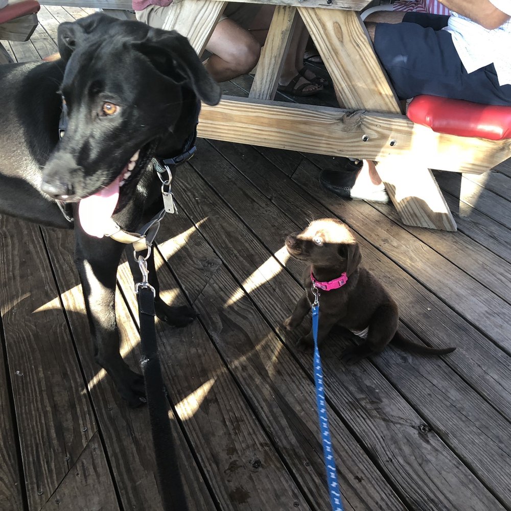 Crab Shack Caribba - Suncrest - Dog friendly - Seafood Near Me - Morgantown, West Virginia