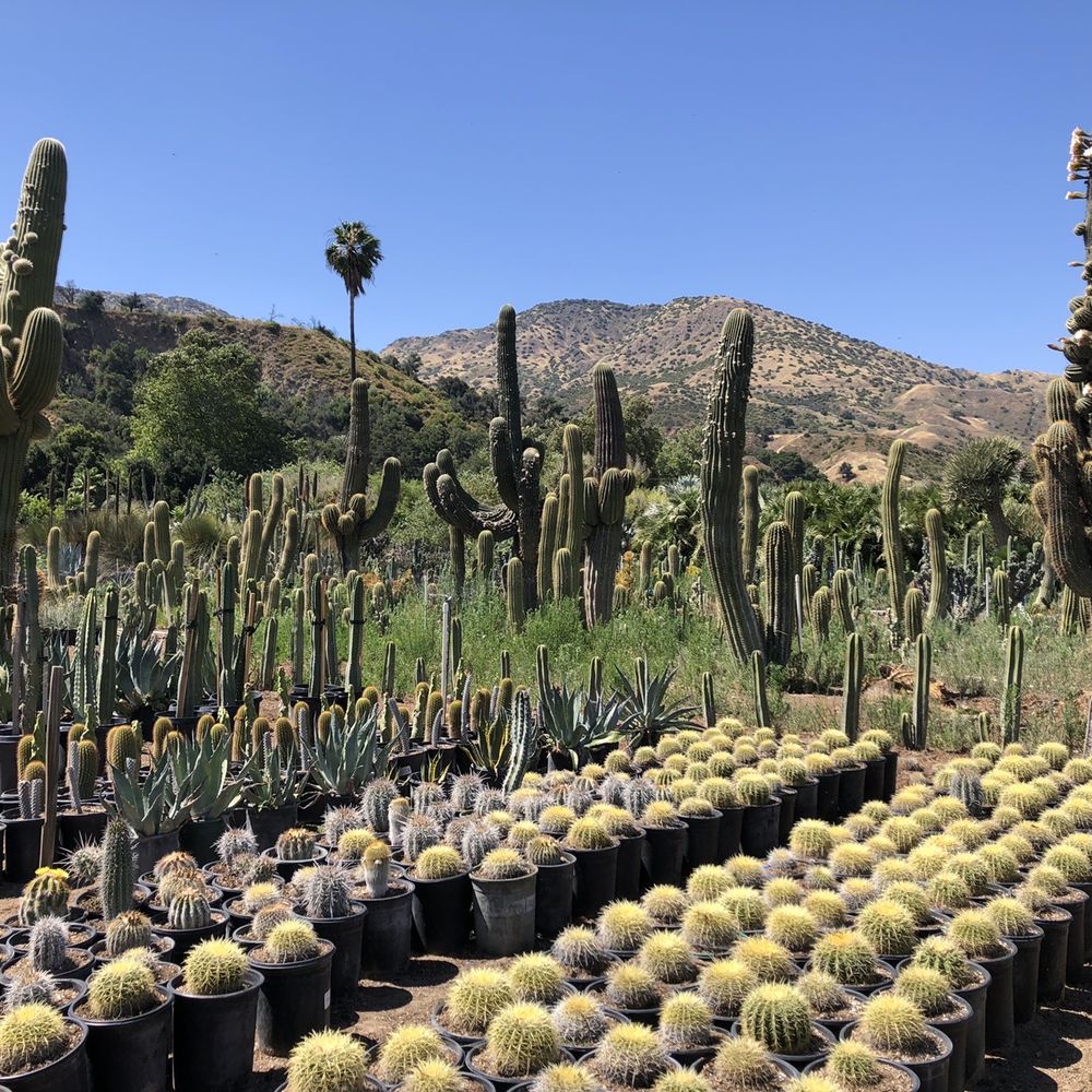 Sal’s Cactus Mart - Golden barrels, anyone? - Nurseries & Gardening Near Me - Fillmore, California Sal’s Cactus Mart - Golden barrels, anyone? - Nurseries & Gardening Near Me - Fillmore, California