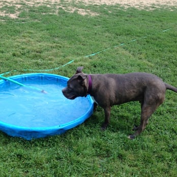 Cochran Hill Dog Run - Drinking water from the pool - Dog Parks Near Me - Louisville, Kentucky Cochran Hill Dog Run - Drinking water from the pool - Dog Parks Near Me - Louisville, Kentucky