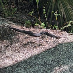 Lake marion creek wildlife management area - Snek