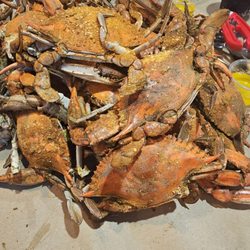 Pit Boys Catering - Xlarge and Large crabs