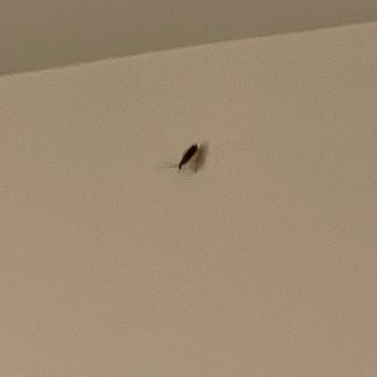 Hotel Croydon Miami Beach - Roaches casually crawling - Hotels Near Me - Miami Beach, Florida