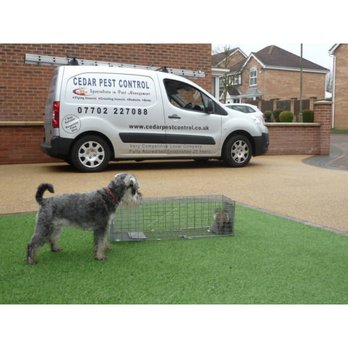 Cedar Pest Control - Pest Control Near Me - Leeds, XWY Cedar Pest Control - Pest Control Near Me - Leeds, XWY