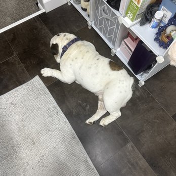 VEG ER for Pets - My puppy Sir Rupert Wrinkleton (check him on Instagram) is really sick.  Came here to the ER.  Will post soon. - Emergency Pet Hospital Near Me - Dublin, Ohio