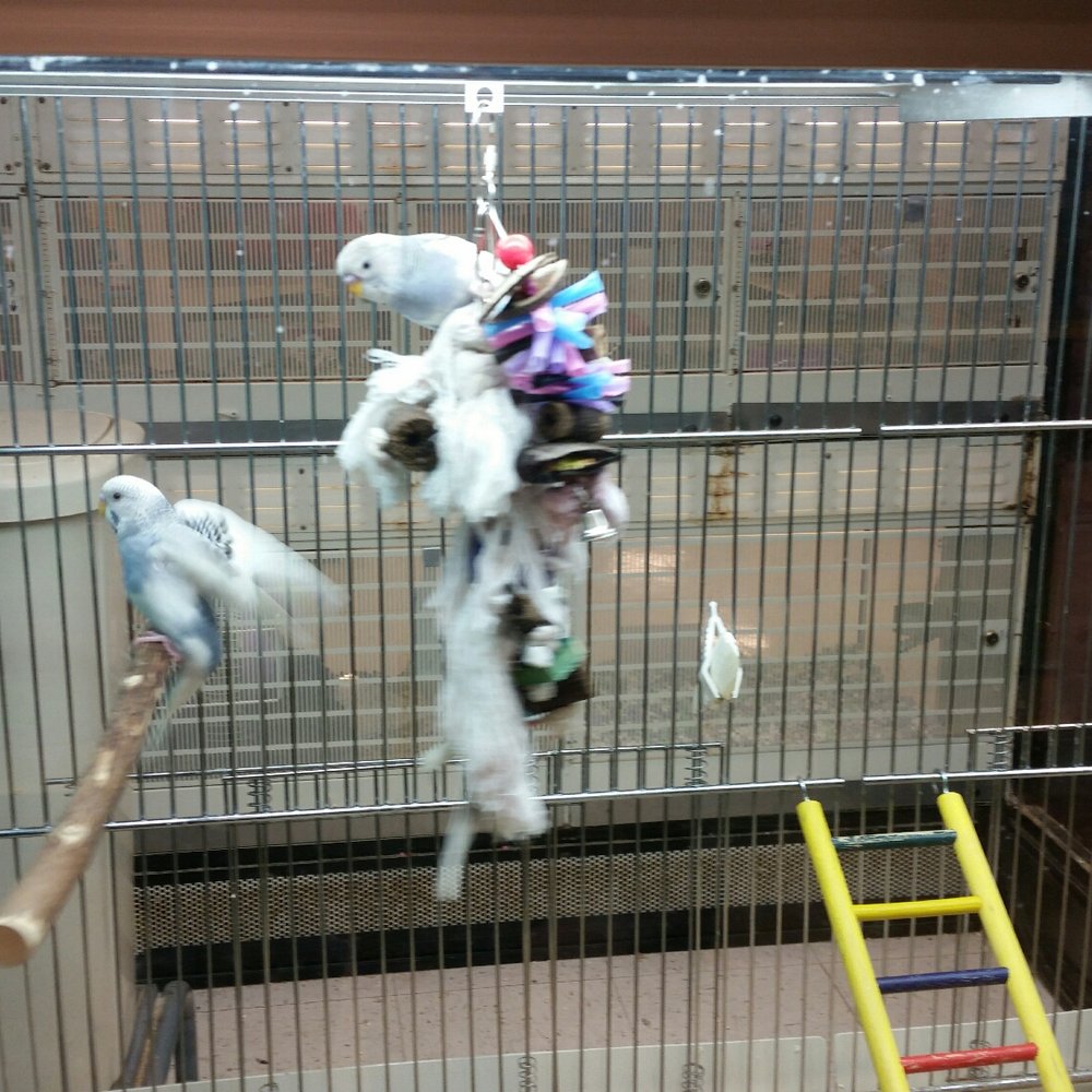 PetSmart - Parakeet - Pet Training Near Me - Cedar Park, Texas PetSmart - Parakeet - Pet Training Near Me - Cedar Park, Texas