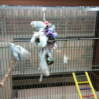 PetSmart - Parakeet - Pet Training Near Me - Cedar Park, Texas
