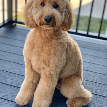 Stylin Paws - Spa day :) - Pet Groomers Near Me - Des Moines, Iowa