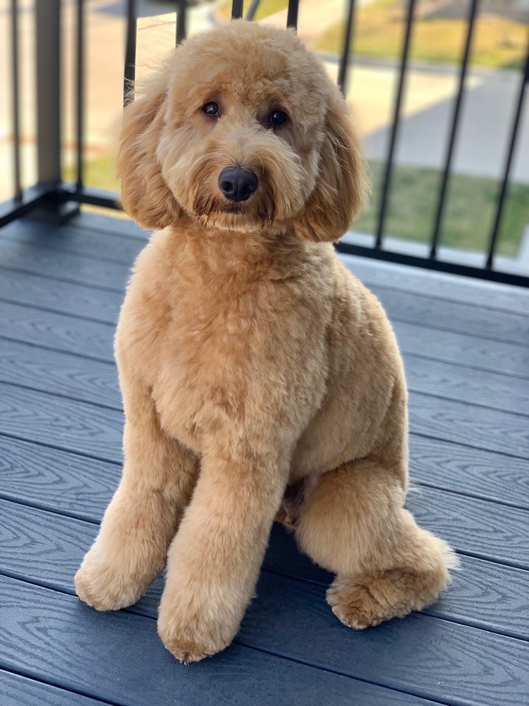 STYLIN PAWS Updated September 2024 31 Photos & 15 Reviews 1905