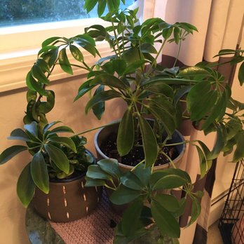 That Feeling - Healthy plants:-) - Coffee & Tea Near Me - Anchorage, Alaska