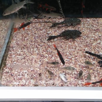 Walmart Supercenter - Another tank of kill off - Department Stores Near Me - Decatur, Alabama