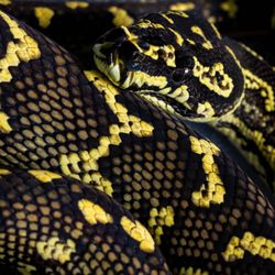 Alchemy Reptiles