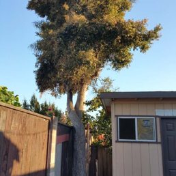 There is the tree need to be removed.