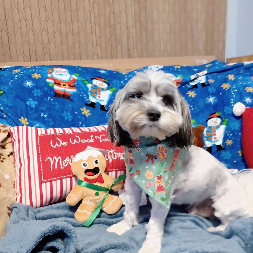 PetSmart - Blue ready for Christmas - Pet Training Near Me - Dundalk, Maryland