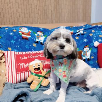 PetSmart - Blue ready for Christmas - Pet Training Near Me - Dundalk, Maryland PetSmart - Blue ready for Christmas - Pet Training Near Me - Dundalk, Maryland