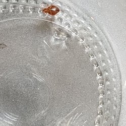 Northwest Bedbug - Picture sample from a customer. Send your pictures to us so we can identify